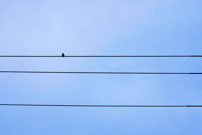 Low angle view of birds perching on power line