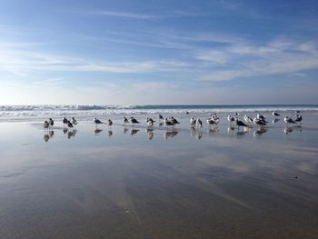 View of birds in sea