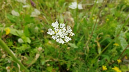Close-up of white flowering plant on field