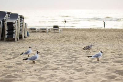 Seagull flying over beach