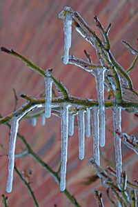 Close-up of icicles on branch