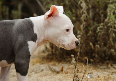 Close-up of dog