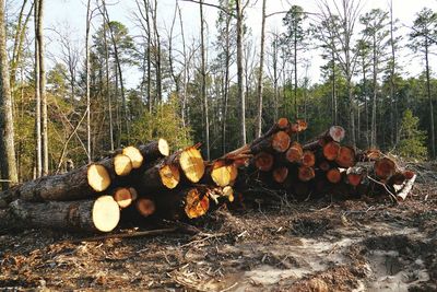 Pile of logs on tree stump