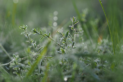 Close-up of flowers growing on field