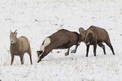 Bighorn sheep dueling each other in a field of snow.