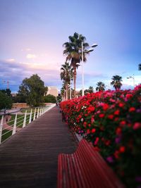 Flowering plants by footpath against sky