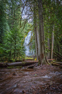 View of trees in forest