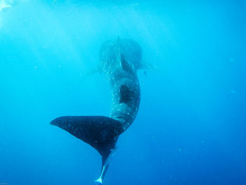 Whale shark swimming in water