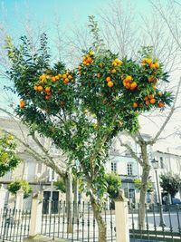 Low angle view of yellow flowers