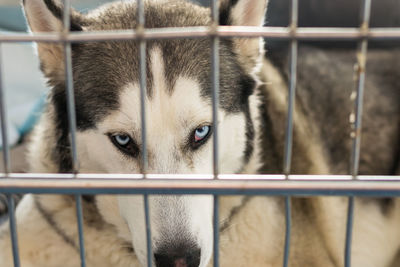 Close-up of dog in cage