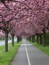 Pink cherry blossoms in spring