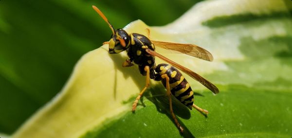 Close-up of insect on leaf