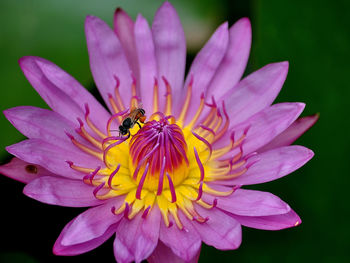 Close-up of bee pollinating on pink flower