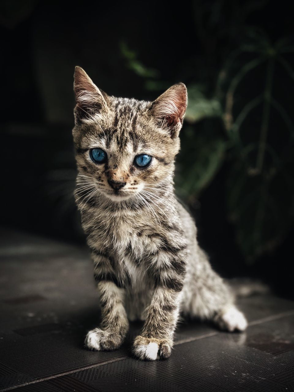 cat, one animal, pets, feline, mammal, domestic, domestic animals, domestic cat, vertebrate, whisker, portrait, no people, focus on foreground, looking at camera, looking, young animal, close-up, kitten, animal eye, tabby