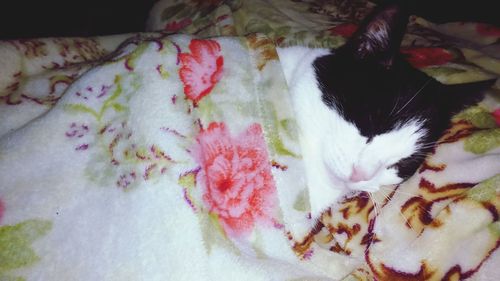 High angle view of cat on bed