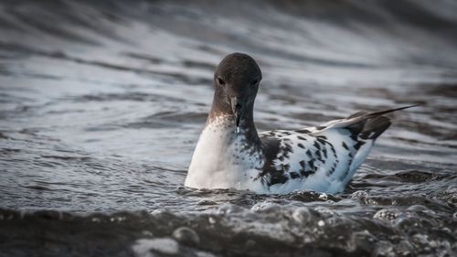 Close-up of duck swimming in lake