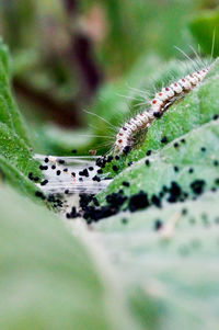 Close-up of insect on plant