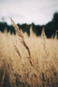 Close-up of stalks in field against the sky