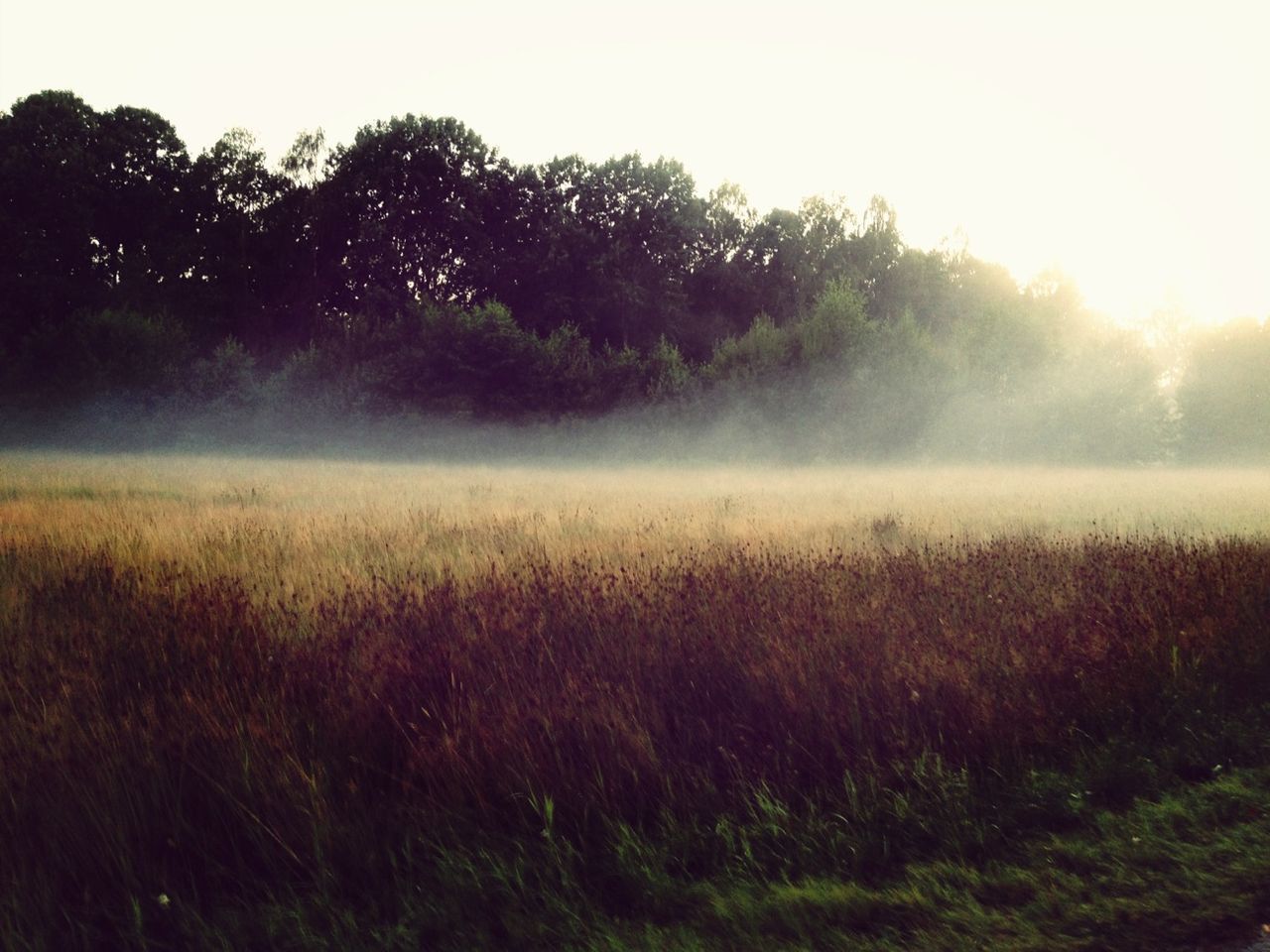 grass, field, fog, tree, tranquility, tranquil scene, landscape, growth, grassy, nature, beauty in nature, foggy, scenics, sunbeam, sunlight, sun, rural scene, plant, lens flare