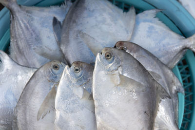 Close-up of fish for sale in market