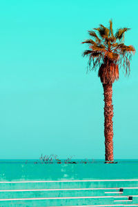 Palma in the location. tropical minimal.