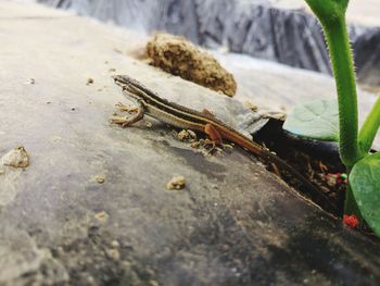 Close-up of insect on rock