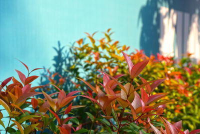 Close-up of orange flowering plant