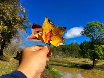 Close-up of hand holding maple leaf against blue sky