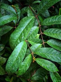 Close-up of wet leaves