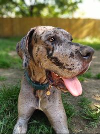 Close-up of a dog