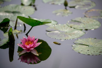 Lotus water lily in lake