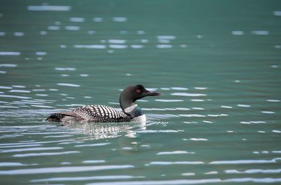 Common loon in glacial water