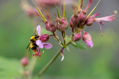 Close-up of bee pollinating on pink flower