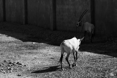 Two horse in pen