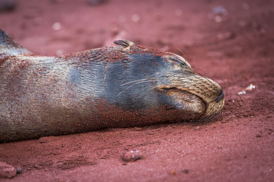 Close-up of sea lion sleeping at beach