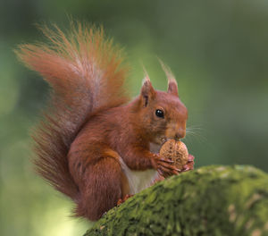 Close-up of squirrel