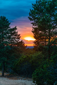 Trees in forest against sky during sunset