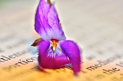 Close-up of purple orchid