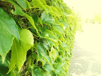 Close-up of plants