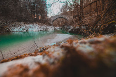 Surface level of river amidst trees in forest