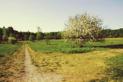 Trees on field against clear sky