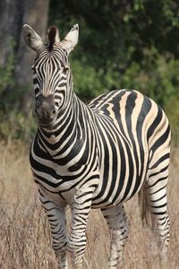 View of zebra