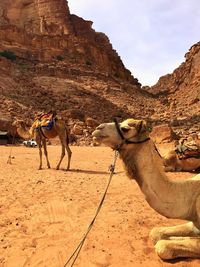 View of people riding horse in desert