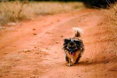 Portrait of dog walking