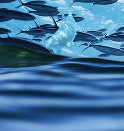 Fish swimming in sea