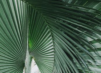 Full frame shot of palm leaves