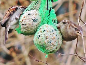 Close-up of birds