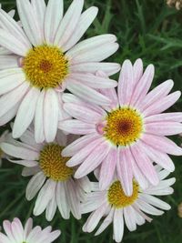 High angle view of white and pink daisies blooming outdoors