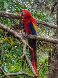 Bird perching on tree