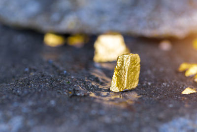 Close-up of yellow leaf on rock